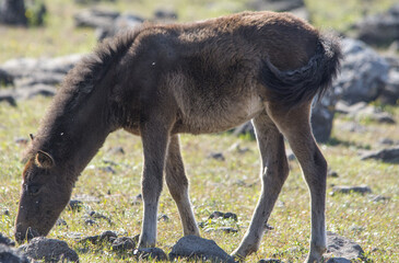 Il cavallino della Giara (acheta, akkètta, cuaddeddu in lingua sarda) è una razza endemica della Sardegna, confinata nell'altopiano della Giara di Gesturi