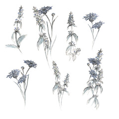 Fototapeta premium Floral set of sage sprigs and cornflowers on a white background. Hand-drawn in mixed media, markers and liners. The illustration is suitable for holiday cards, textiles and design.