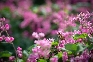 Mexican creeper is native to Mexico. Outside its native range, this species is widely naturalized and cultivated as an ornamental in warm, tropical climates around the world. Pink flower and butterfly