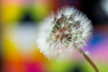 dandelion on a colorful background. Taraxacum officinale,