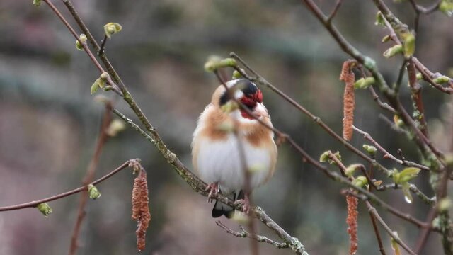Stieglitz&nbsp;(Carduelis carduelis)
