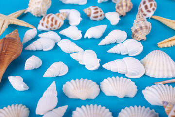 Seashells on a blue background, beach photo