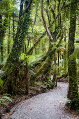 Temperate rain forest in New Zealand