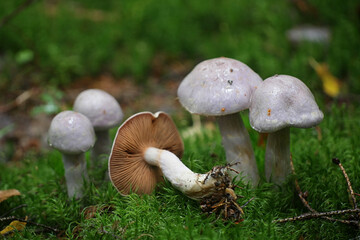 Cortinarius traganus, known as the gassy webcap, wild mushroom from Finland