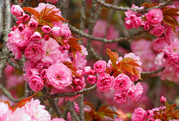 cherry blossoms in full bloom in April