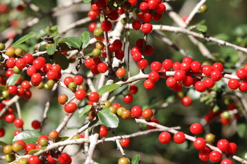 Wildlife, Nature and Flowers in the Outdoors