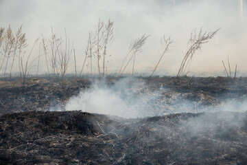 Forest fire burning, Wildfire close up at day time
