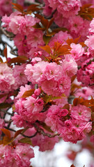 cherry blossoms in full bloom in April