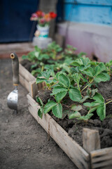 Strawberry shoots in wooden boxes, prepared for transplanting to the beds. Garden tools for working on the ground. Springtime, growing and caring for plants, weeding, planting seedlings, gardening.