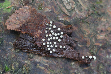 Didymium melanospermum, a slime mold growing on sphagnum moss in Finland