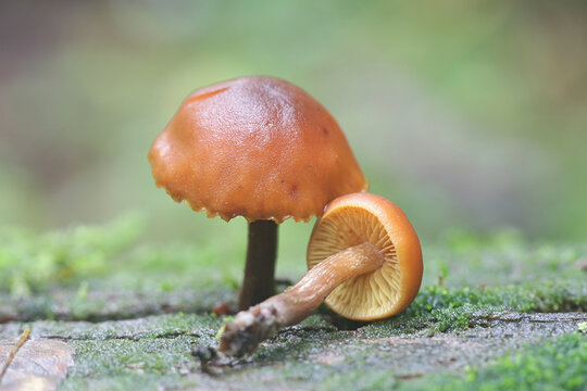 Gymnopilus picreus, a rustgill fungus growing on spruce deadwood, wild mushrooms from Finland