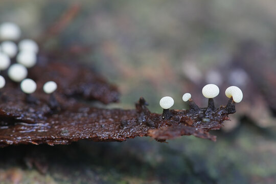 Myxomycota Bilder Durchsuchen 1,616 Archivfotos, und