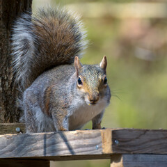 Naklejka na ściany i meble Grey Squirrel (Sciurus carolinensis) eating seed from a wooden table