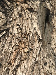 tree bark ornament in spring