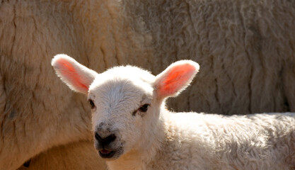 Head and ears of a cute young lamb backlit by sunlight.
