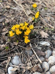 Flowers and stones in spring