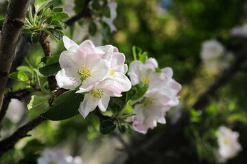Fototapeta na wymiar Closeup view of blossoming tree with white flowers outdoors