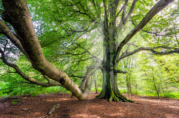Alte urige Buche mit riesigem Ast im Urwald Sababurg, Deutschland