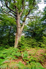 Alte Knorrige Eiche mit Farnen am Waldboden