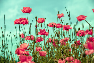 Blooming Poppies field. Wild poppies (Papaver) against sky. Flower nature background
