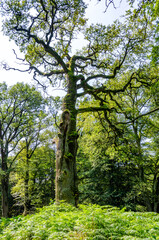 Obraz premium Alte knorrige Eiche