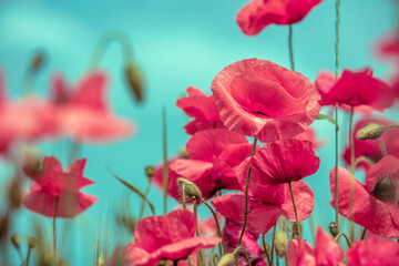 Fototapeta premium Blooming Poppies field. Wild poppies (Papaver) against sky. Flower nature background