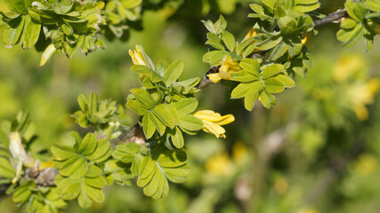 Caragana arborescens | Caraganier de Sibérie ou acacia jaune. Arbuste épineux à feuilles pennées, ovales et a fleurs jaunes printanière