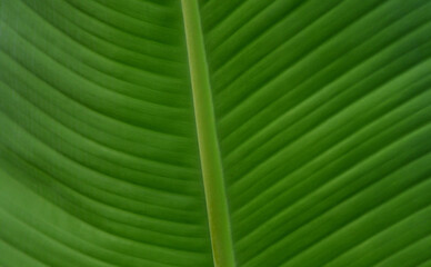 colorful pattern on a banana leaf