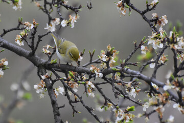 Wood warbler, Phylloscopus sibilatrix, single bird on branch. Little green bird feeding on blooming plum