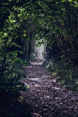 Obraz premium path through green forest 