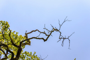 Teilweise abgestorbener Ast einer Eiche vor blauem Himmel