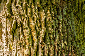 Detailaufnahme einer Baumrinde - Eichenstamm