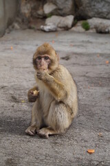 Singe Gibraltar