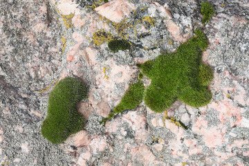 Grimmia muehlenbeckii, a tufted rock moss from Finland with no common English name
