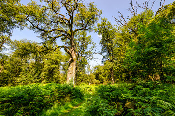 Alte knorrige Eiche, Urwald Sababurg - Deutschland