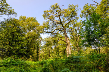 Fototapeta premium Alte knorrige Eichen, Urwald Sababurg - Deutschland