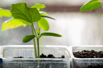 Young fresh seedling stands in plastic pots