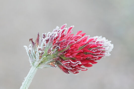 Trifolium incarnatum, known as crimson clover or Italian clover, bitten by first frost
