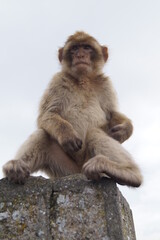 Singe Gibraltar