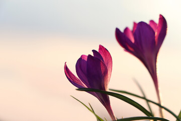 Fototapeta premium Fresh purple crocus flowers growing in spring morning