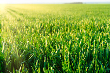 agricultural field with young sprouts and a blue sky with clouds - a beautiful spring landscape