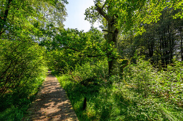 Wandersteg im grünen Wald - Urwald Sababurg, Deutschland