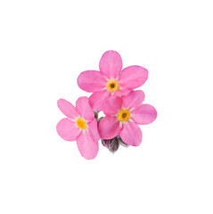 Fototapeta na wymiar Delicate pink Forget-me-not flowers on white background