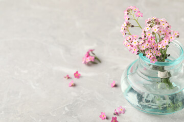Beautiful Forget-me-not flowers in vase on grey table. Space for text