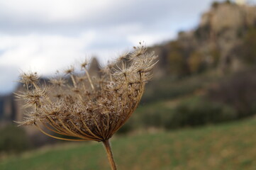 fleur