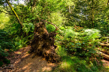 Wurzelstock eines umgefallenen Baums - Urwald Sababurg, Deutschland