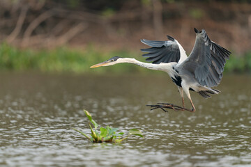 The Cocoi heron (Ardea cocoi)