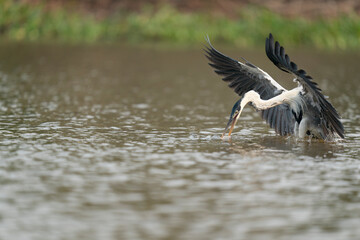The Cocoi heron (Ardea cocoi)