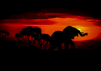 Silhouettes of animal on golden cloudy sunset background. Elephant in wildlife background. Beauty in color and freedom.