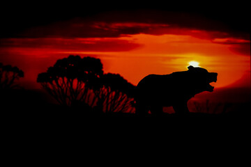 Silhouettes of animal on golden cloudy sunset background. Bear in wildlife background. Beauty in color and freedom.